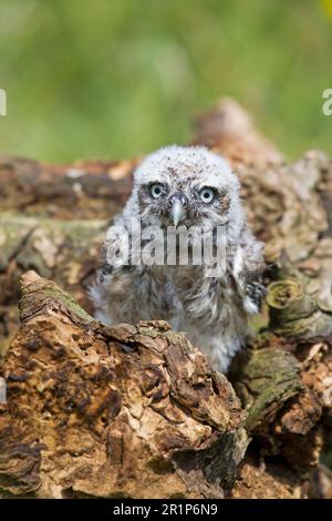 Little Owl, little owls (Athene noctua), Owls, Animals, Birds, Owls, Little Owl chick, sitting on log, june (captive) Stock Photo