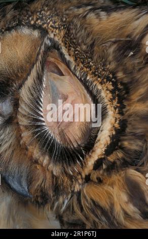 Long-eared owl (Asio otus) Close-up of the ear Stock Photo