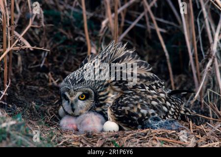 Short-eared Owl, short-eared owls (Asio flammeus), Owls, Animals, Birds, Short Eared Owl Aggressive/chicks under head/egg Stock Photo