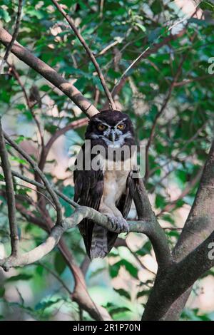 Spectacled owl (Pulsatrix perspicillata), adult, sitting on a branch of a tree, sleeping in the forest, Costa Rica Stock Photo