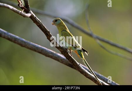 Hooded parrot (Psephotus dissimilis) female in tree, Northern Territory, Australia Stock Photo