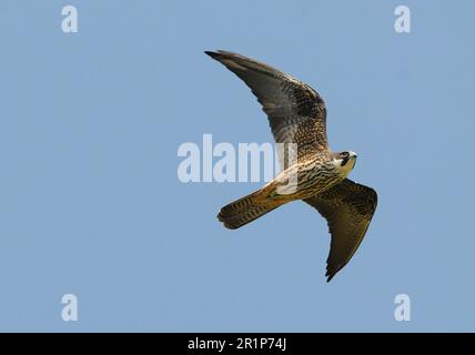Eleonora's Falcon (Falco eleonorae) pale morph, adult, in flight, Lemnos, Greece Stock Photo