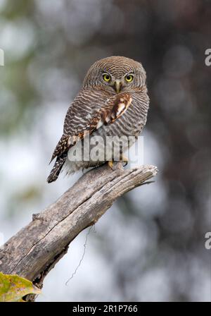 Jungle Owlet, Jungle Owls, Owls, Animals, Birds, Owls, Jungle Owlet (Glaucidium radiatum radiatum) adult, perched on snag, Koshi Tappu, Nepal Stock Photo