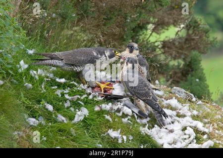 Peregrine falcon (Falco peregrinus), adult female, at plucking site, feeding two juveniles on woodpigeon, Wales, United Kingdom Stock Photo