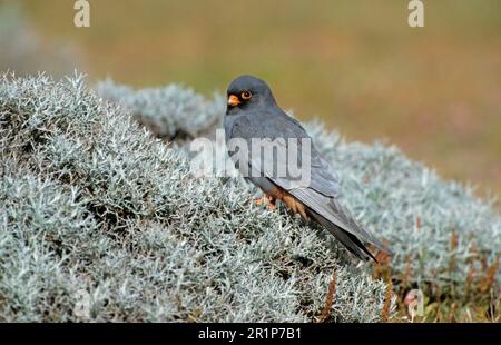 Red-footed Falcon (Falco vespertinus) adult male perched, Lesbos, Greece Stock Photo
