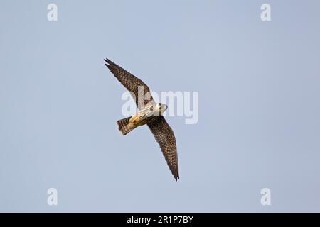 Eurasian eurasian hobby (Falco subbuteo) juvenile, on the run, Minsmere RSPB Reserve, Suffolk, England, United Kingdom Stock Photo
