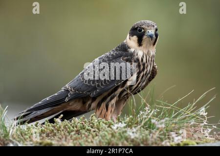 Eurasian hobby (Falco subbuteo) adult, sitting on a grassy dry stone wall, Wales, United Kingdom Stock Photo