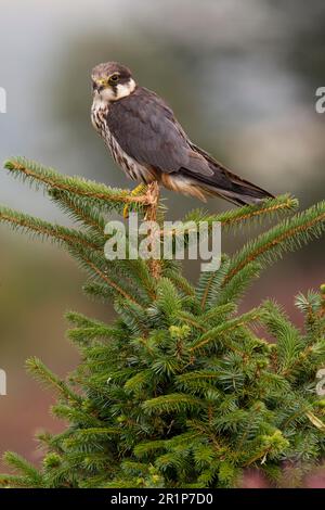Eurasian eurasian hobby (Falco subbuteo) adult, sitting on conifer, Wales, United Kingdom Stock Photo