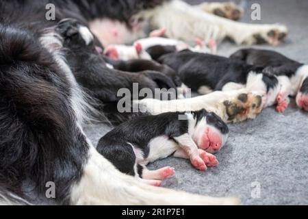 Week-old Border Collie puppies resting in a whelping box, eyes closed and safely nestled together. Stock Photo