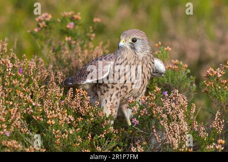 Common common kestrel (Falco tinnunculus), adult female, with wings unfolded, standing among heather, Berwickshire, Scottish Borders, Scotland Stock Photo