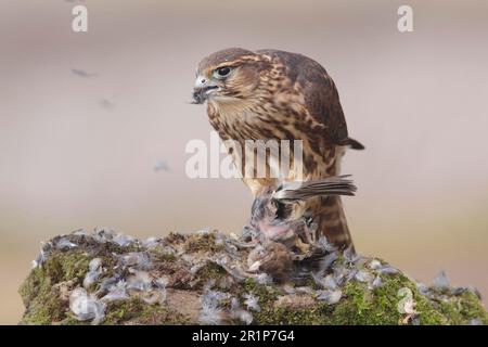 Merlin (Falco columbarius) immature male, first year plumage, plucks and feeds on house sparrow (Passer domesticus) prey, North Yorkshire, England Stock Photo