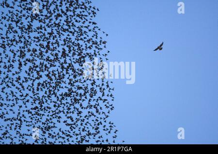Common Starling (Sturnus vulgaris) flock, in roost flight, Peregrine Falcon (Falco peregrinus) attacking, Dumfries and Galloway, Scotland, United Stock Photo