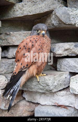Cliff hawk (Falco tinnunculus rupicolus) adult, standing on rocks, Hout Bay, Western Cape, South Africa (in captivity) Stock Photo