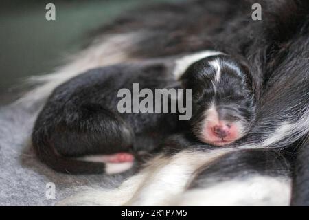 Week-old Border Collie puppies resting in a whelping box, eyes closed and safely nestled together. Stock Photo