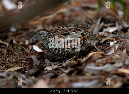 Black-breasted Buttonquail (Turnix melanogaster) adult male, excavating in leaf litter, Great Sandy N. P. Queensland, Australia Stock Photo