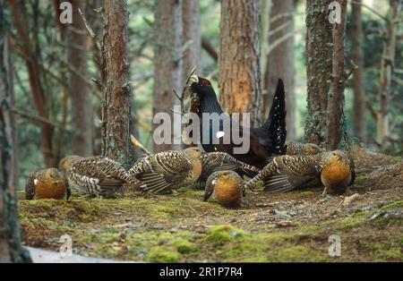 Western Capercaillie (Tetrao urogallus) Male displaying to females at lek, Scotland, United Kingdom Stock Photo