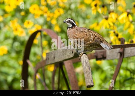 Northern Bobwhite (Colinus virginianus) adult male, perched on old plough (U.) S. A Stock Photo