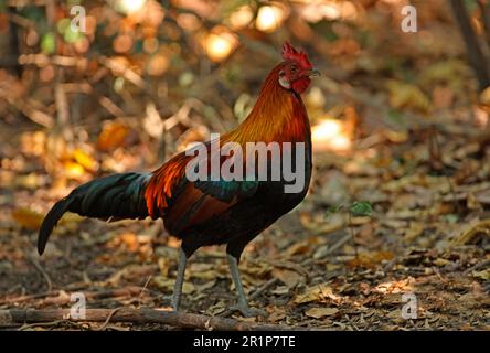 Red Junglefowl (Gallus gallus spadiceus) adult male, walking on forest floor, Kaeng Krachan N. P. Thailand Stock Photo