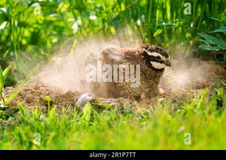 Northern Bobwhite (Colinus virginianus) adult male, dustbathing (U.) S. A Stock Photo