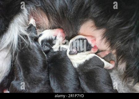 Week-old Border Collie puppies resting in a whelping box, eyes closed and safely nestled together. Stock Photo