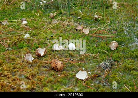 Red Grouse (Lagopus lagopus scoticus) eggs predated by crows, dump at crow nest, Cairngorms N. P. Highlands, Scotland, United Kingdom Stock Photo