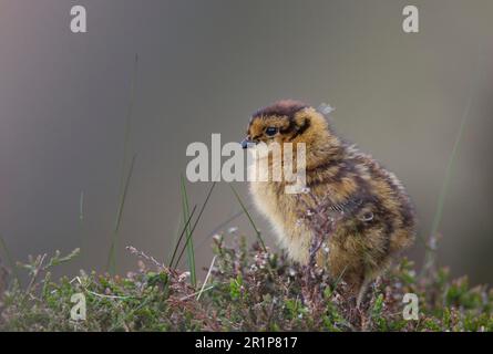 Scottish Grouse, red grouses (Lagopus lagopus scoticus), Ptarmigan, Ptarmigan, Chicken, Grouse, Animals, Birds, Red Grouse chick, standing on Stock Photo