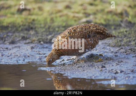 Scottish Grouse, red grouses (Lagopus lagopus scoticus), Ptarmigan, Ptarmigan, Chicken, Grouse, Animals, Birds, Red Grouse adult female, drinking at Stock Photo
