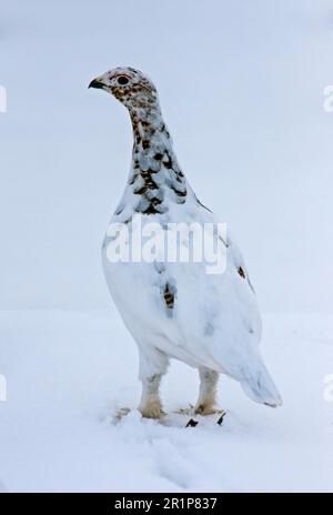 Willow Grouse (Lagopus lagopus) adult female, moulting from winter plumage to breeding plumage, walking on snow, Northern Norway Stock Photo
