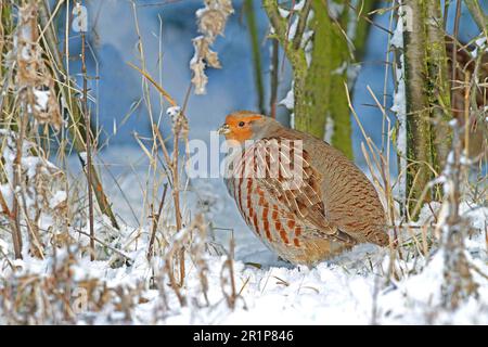 Grey gray partridge (Perdix perdix), adult, standing in snow at the bottom of a hedge, Leicestershire, England, United Kingdom Stock Photo