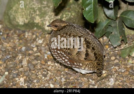 Wood Partridge, Wood Partridges, Chicken Birds, Animals, Birds, Common Hill Partridge (Arborophila torqueola) Female Stock Photo