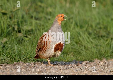 Grey gray partridge (Perdix perdix), adult male, calling, standing on country lane, Leicestershire, England, United Kingdom Stock Photo