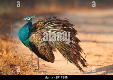 Indian indian peafowl (Pavo cristatus), adult male, standing on the side of a dirt road, Kanha N. P. Madhya Pradesh, India Stock Photo