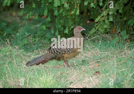 Swinhoe's swinhoe's pheasant (Lophura swinhoii) female Stock Photo