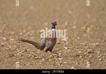 Common pheasant (Phasianus colchicus), adult male, running in the field, Norfolk, England, Great Britain Stock Photo