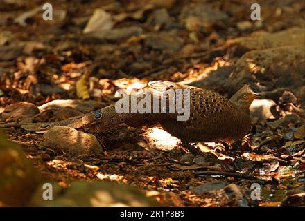 Grey Peacock-pheasant (Polyplectron bicalcaratum) adult male, drinking at pool in forest, Kaeng Krachan N. P. Thailand Stock Photo