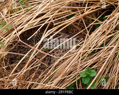 Common pheasant (Phasianus colchicus) adult female on nest, incubating eggs, Devon, England, Great Britain Stock Photo