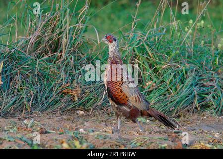 Hunting pheasant, pheasants (Phasianus colchicus), pheasant, chicken birds, animals, birds, Pheasant Male, young bird moulting DIGITAL ONLY Stock Photo