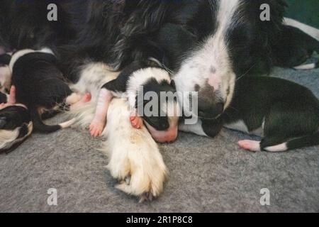 Week-old Border Collie puppies resting in a whelping box, eyes closed and safely nestled together. Stock Photo