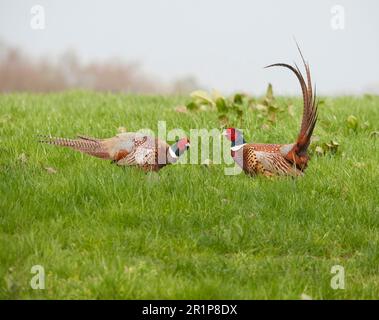 Common pheasant (Phasianus colchicus) two adult males, fighting, Whitewell, Lancashire, England, United Kingdom Stock Photo