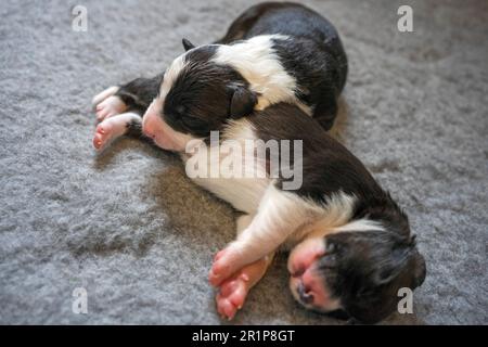 Week-old Border Collie puppies resting in a whelping box, eyes closed and safely nestled together. Stock Photo