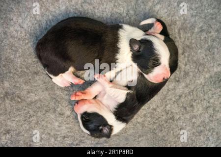 Week-old Border Collie puppies resting in a whelping box, eyes closed and safely nestled together. Stock Photo
