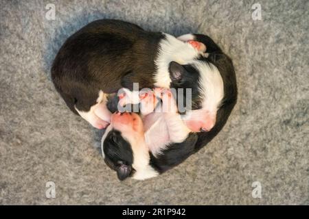 Week-old Border Collie puppies resting in a whelping box, eyes closed and safely nestled together. Stock Photo