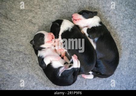 Week-old Border Collie puppies resting in a whelping box, eyes closed and safely nestled together. Stock Photo