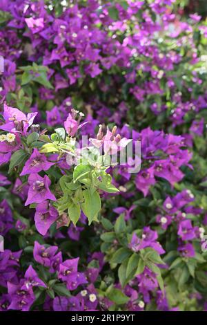 Digital Painting of Pink Flowers Field Stock Photo