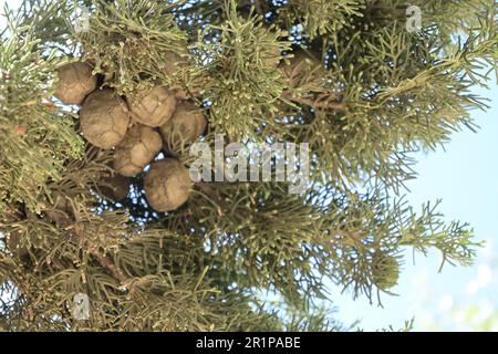 Fresh cypress branch with cones isolated on white background. Cupressaceae Stock Photo