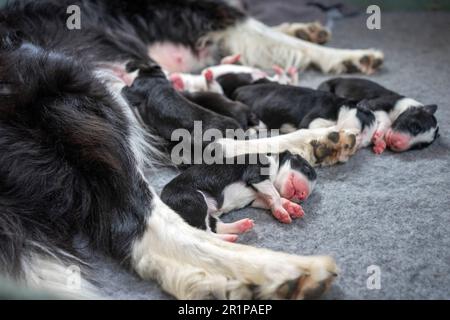 Week-old Border Collie puppies resting in a whelping box, eyes closed and safely nestled together. Stock Photo