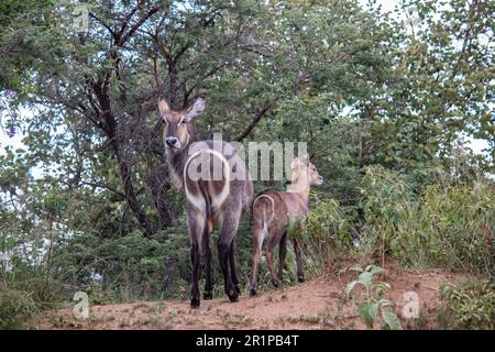 Female Waterbuck (in Latin Kobus Ellipsiprymnus) with small lamb baby having a break in African bushes under tree shade in savannah, Zimbabwe Stock Photo