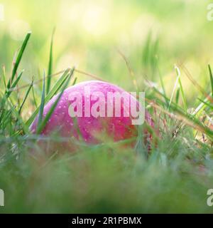 A red ripe apple is like a ball in the green grass. Selective focus Stock Photo