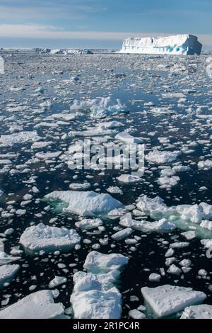 Antarctica, Bellingshausen Sea, Carroll Inlet, near Sims Island. 73 degrees south. Bergy bits of ice floating with icebergs in distance. Stock Photo