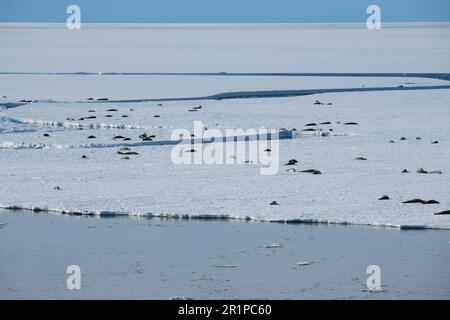 Antarctica, Bellingshausen Sea, Carroll Inlet. Crabeater seals on sea ice. Stock Photo